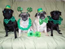 Happy St. Pug's Day